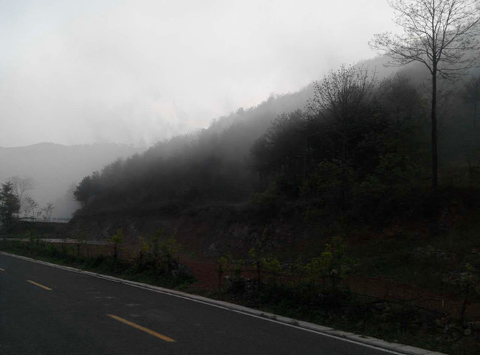 �����ֳ�����ɭ�ֲ��溦