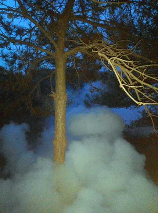 �����ֳ�����ɭ�ֲ��溦