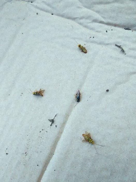 �����ֳ�����ɭ�ֲ��溦