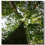 ����ɽ���